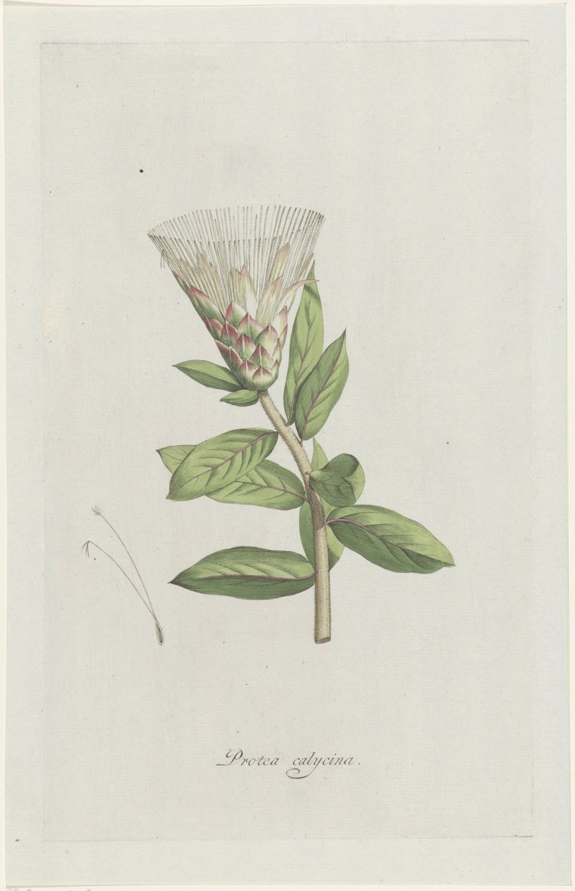Protea Protea calycina (název na objektu) od Hendrik Schwegman