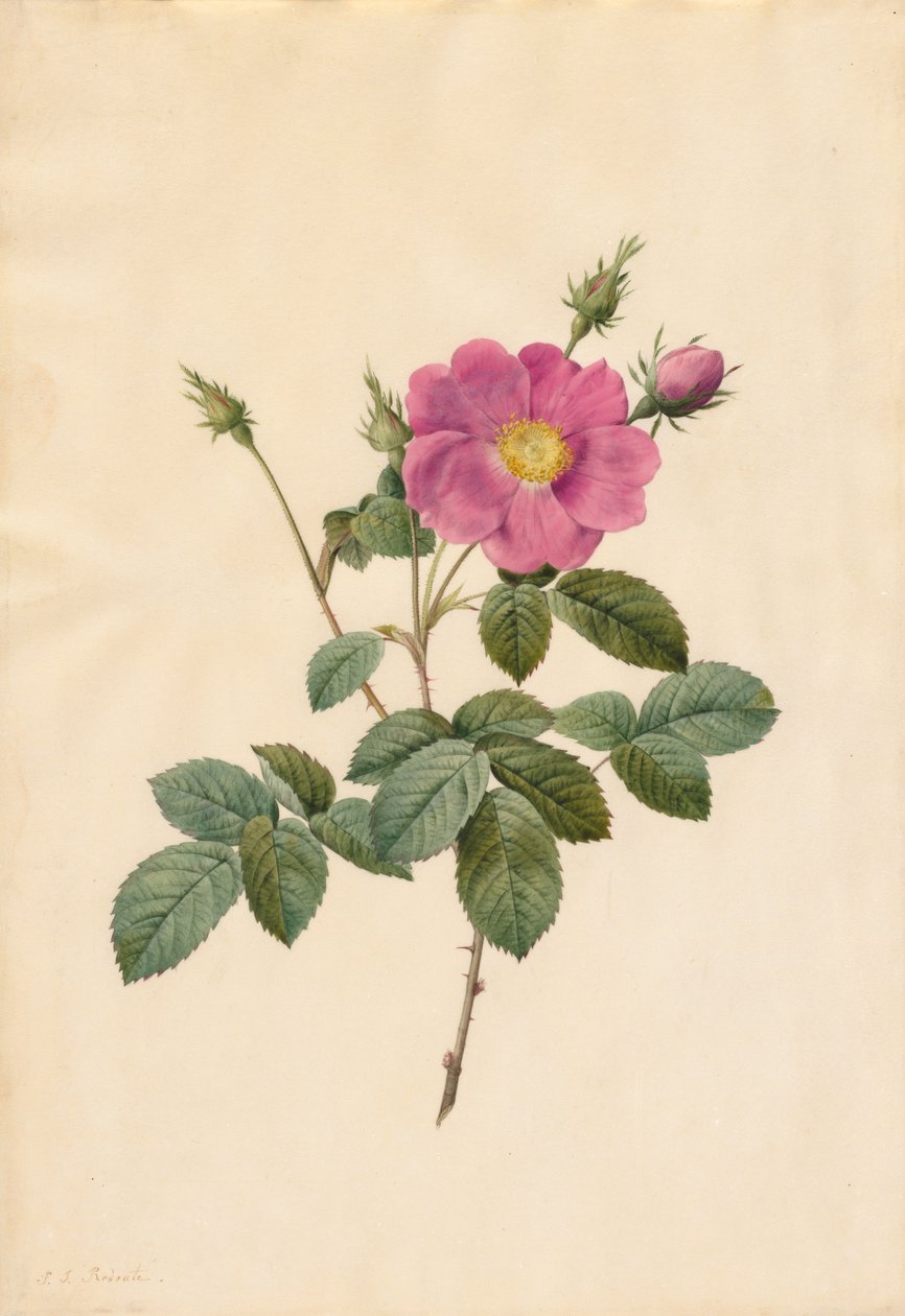 Růže zelí Rosa Centifolia Simplex, 1817-1824. od Pierre Joseph Redouté