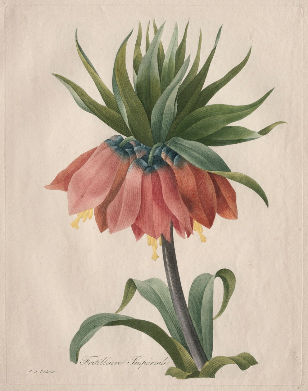 Crown Imperial Fritillary, 1827. od Pierre Joseph Redouté
