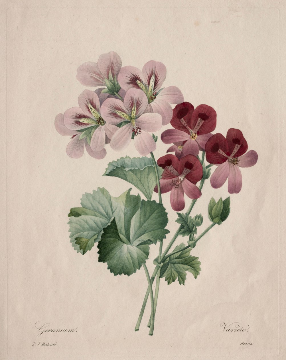 Geranium, 1827. od Pierre Joseph Redouté