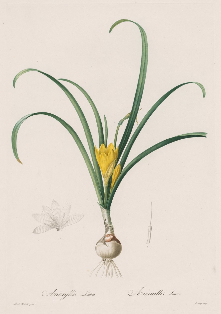 Liliaceae: Amaryllis Lutes, 1802-1816. od Pierre Joseph Redouté