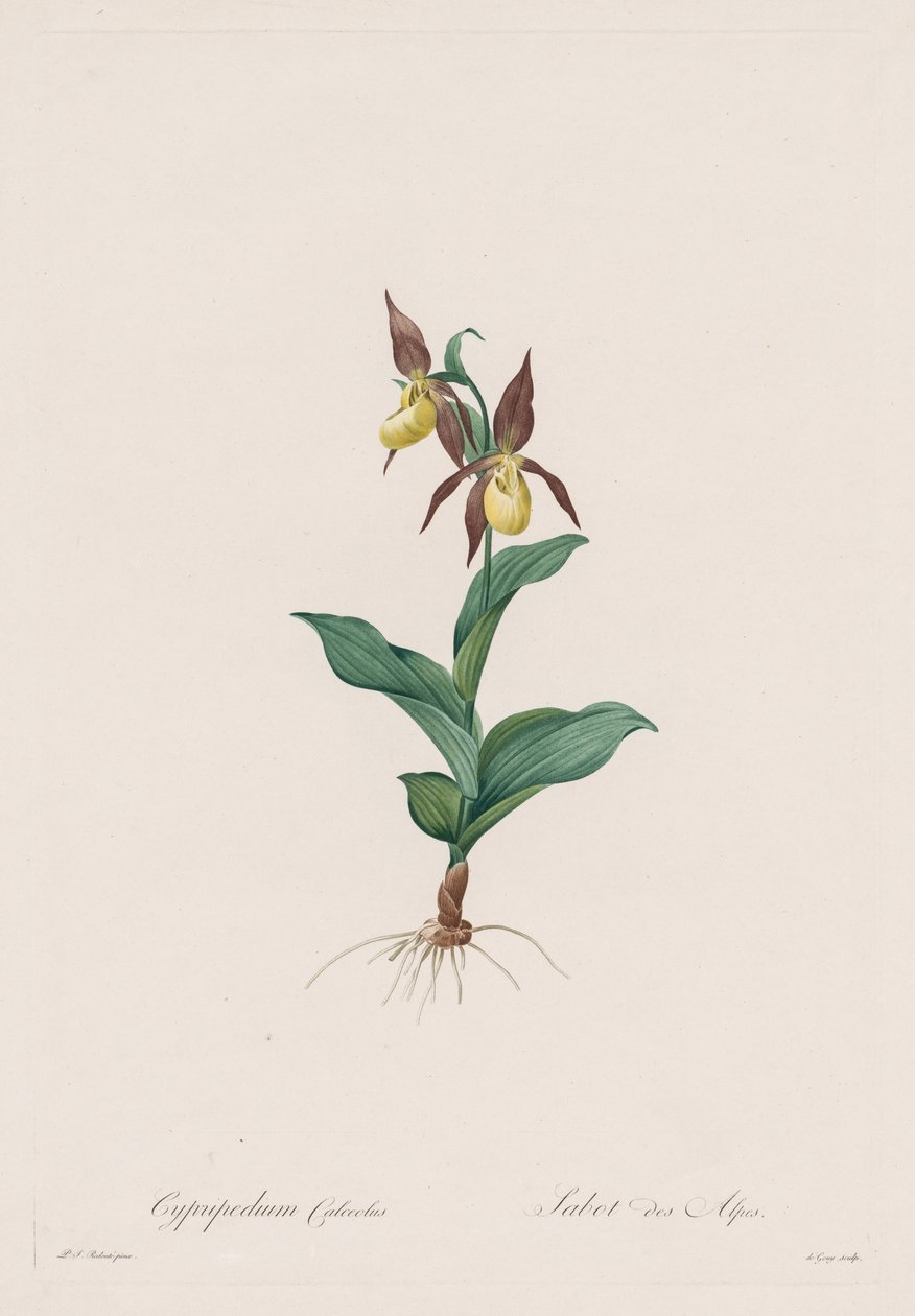 Les Liliacées: Cypripedium boty, 1802-1816. od Pierre Joseph Redouté