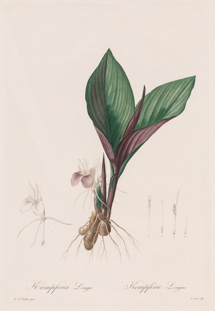 Les Liliacées: Kaempferia longa, 1802-1816. od Pierre Joseph Redouté