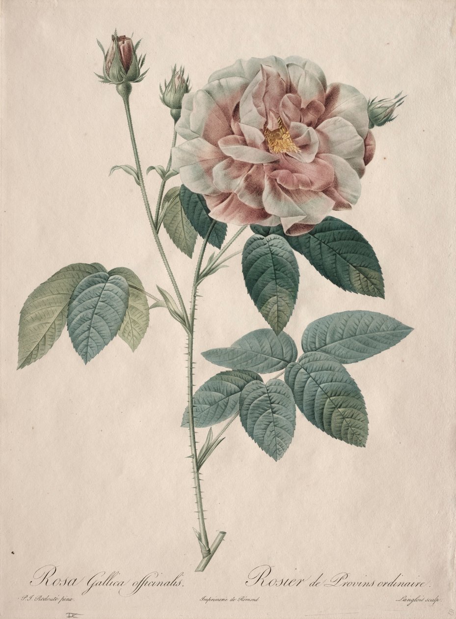 Les Roses: Rosa Gallica, 1817-1824. od Pierre Joseph Redouté
