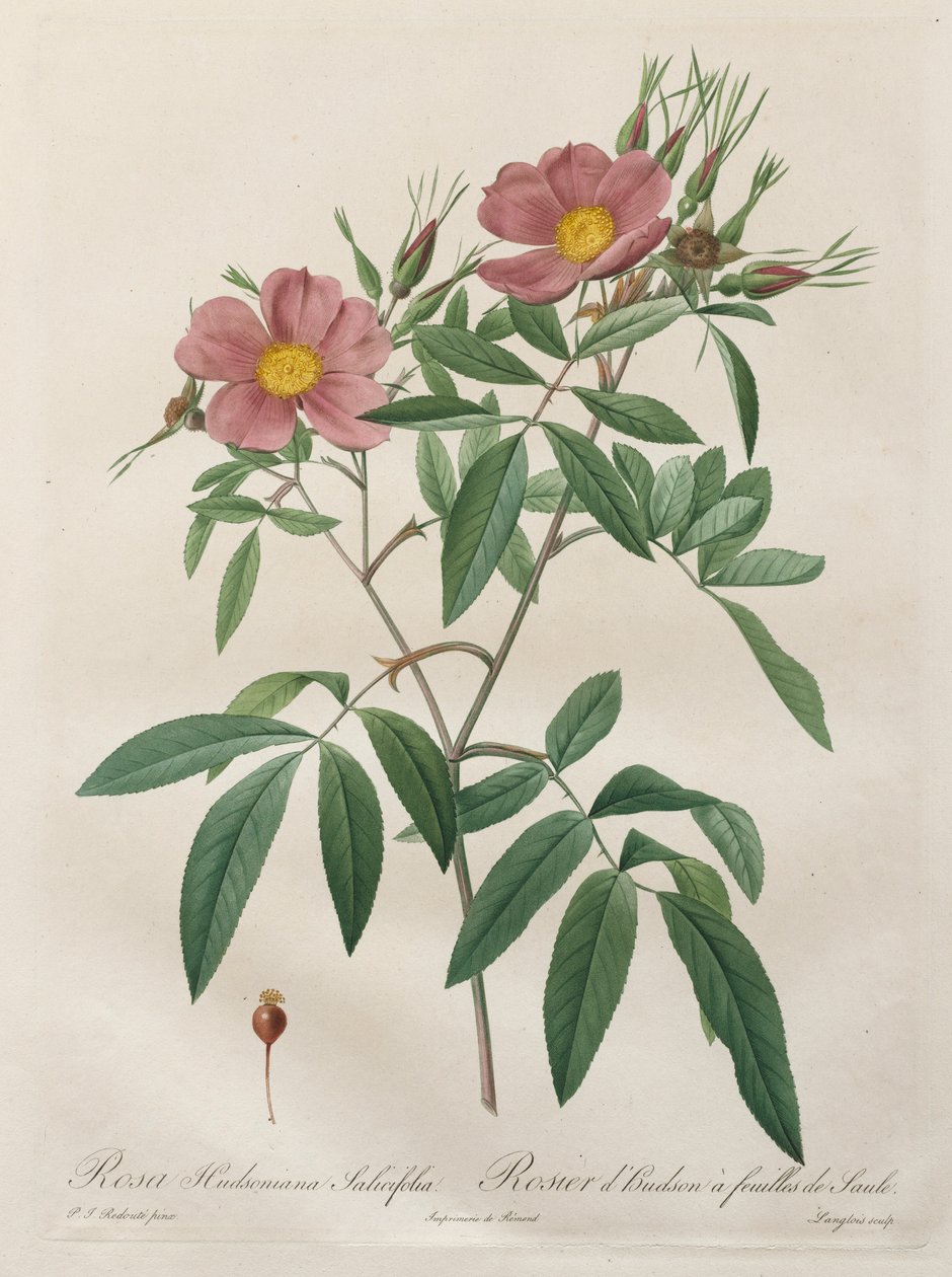 Růže: Rosa Hudsoniana Salicifolia, 1817-1824. od Pierre Joseph Redouté