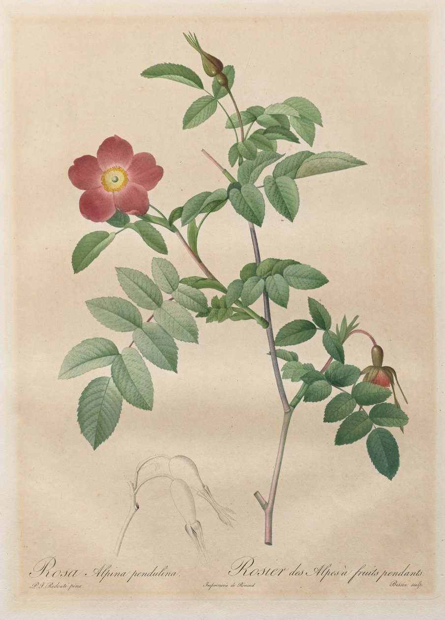 Les Roses: Rosa alpina pendulina, 1817-1824. od Pierre Joseph Redouté