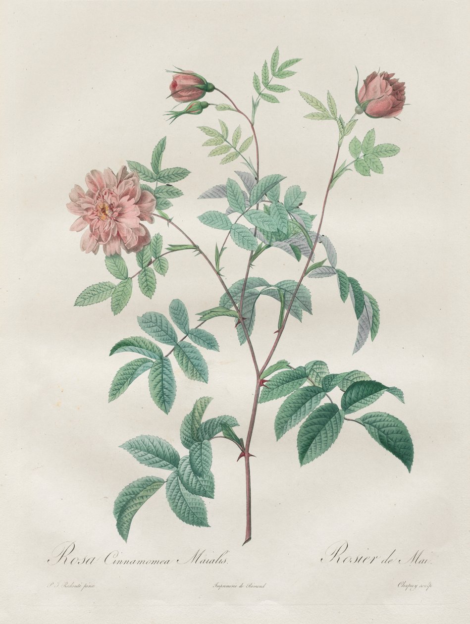 Les Roses: Rosa cinnamomea, 1817-1824. od Pierre Joseph Redouté