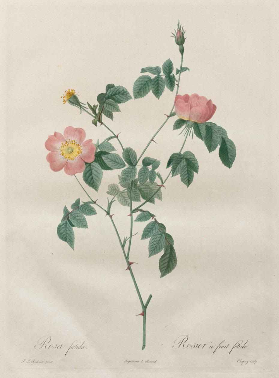 Les Roses: Rosa indica, 1817-1824. od Pierre Joseph Redouté