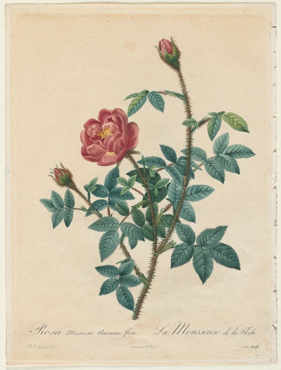 Moss Rose, 1817-1824. od Pierre Joseph Redouté
