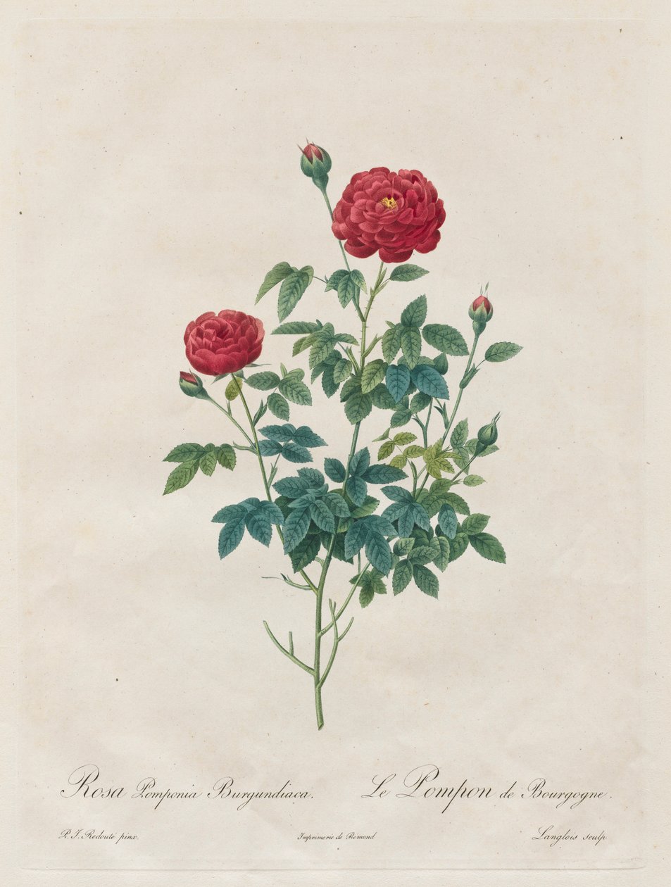 Růžová bambulka, 1817-1824. od Pierre Joseph Redouté