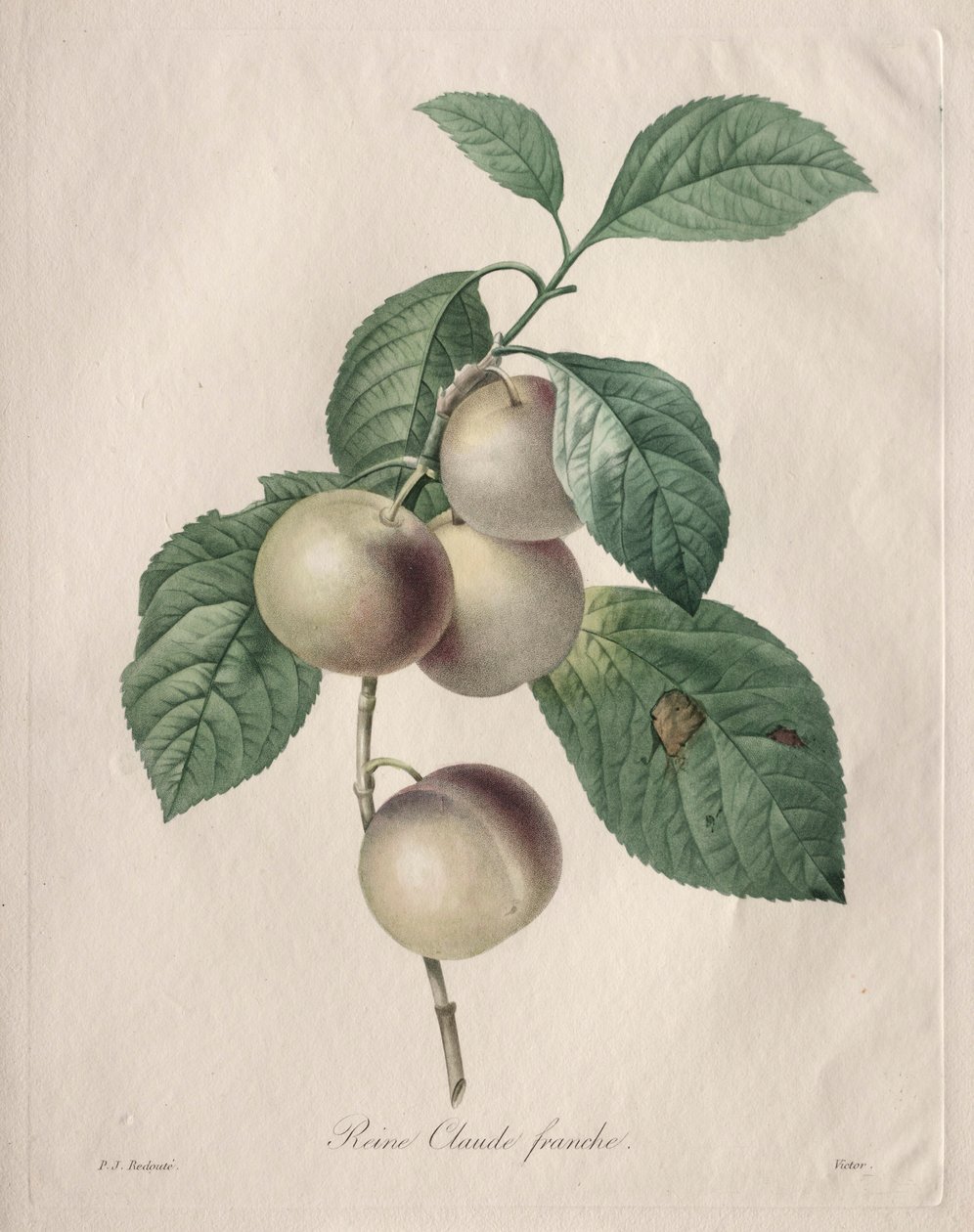 Reine Claude Plum, 1827. od Pierre Joseph Redouté