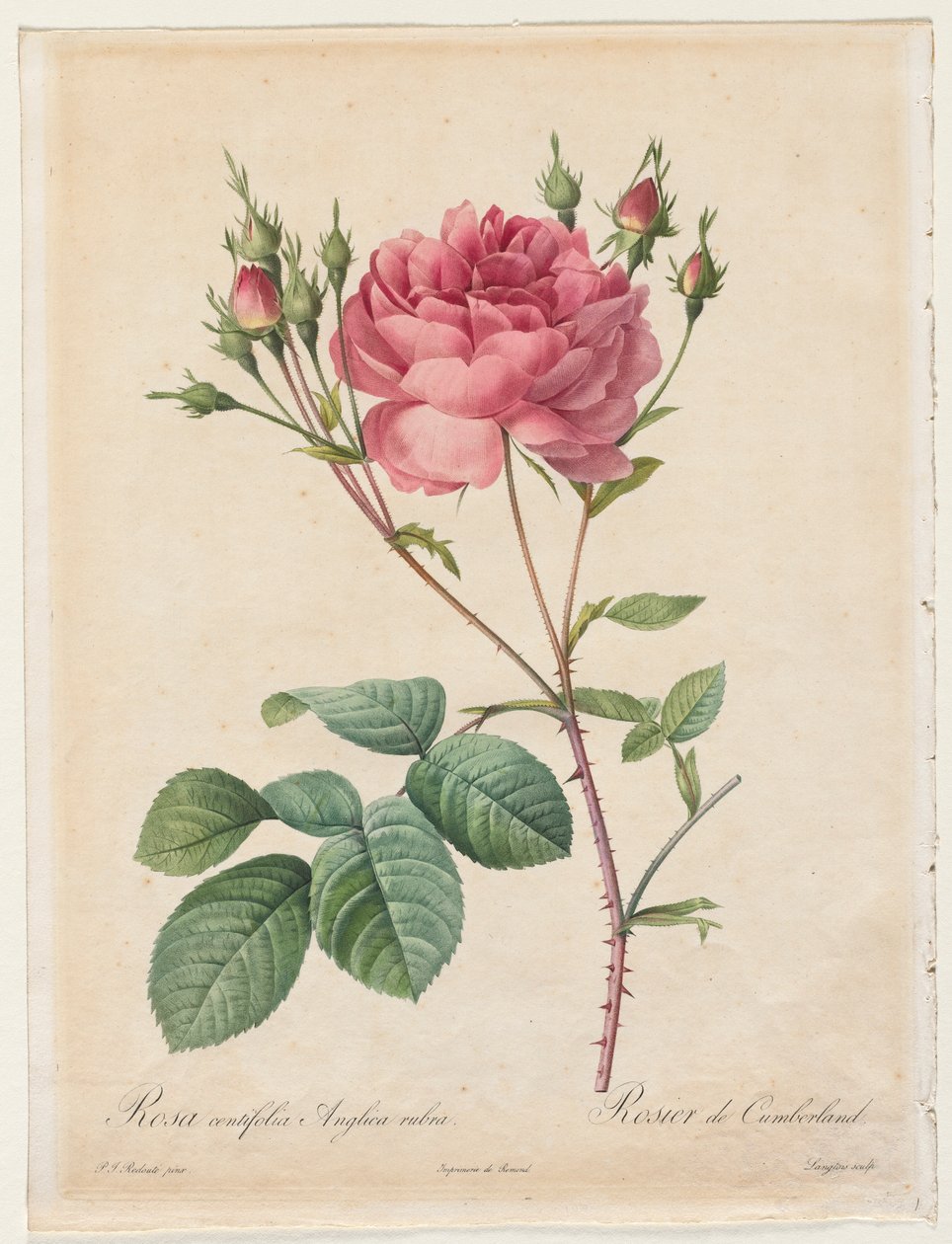 Rosa Centifolia Anglica Rubra, 1817-1824. od Pierre Joseph Redouté