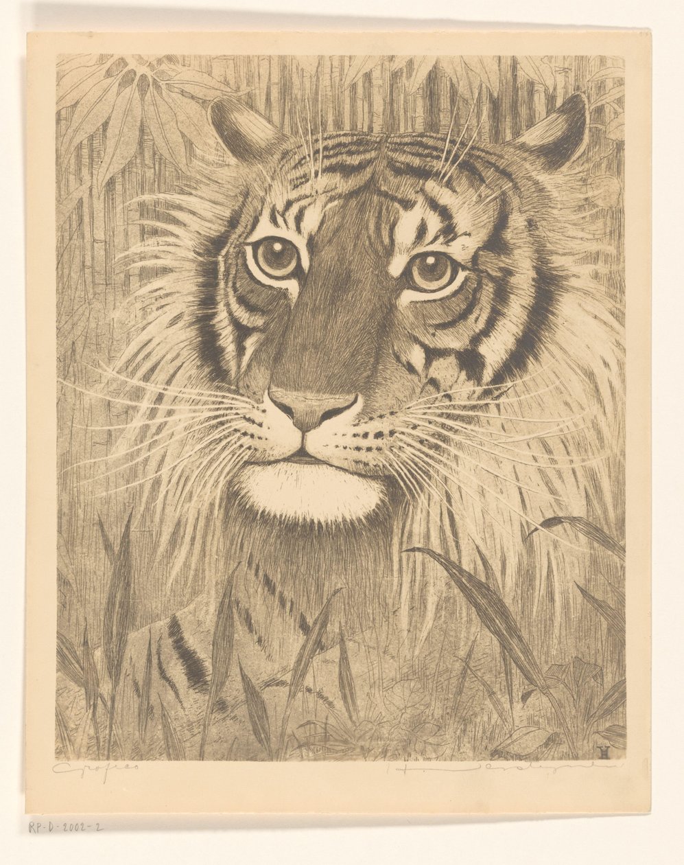 Hlava tygra od Henri Verstijnen (signed by artist)