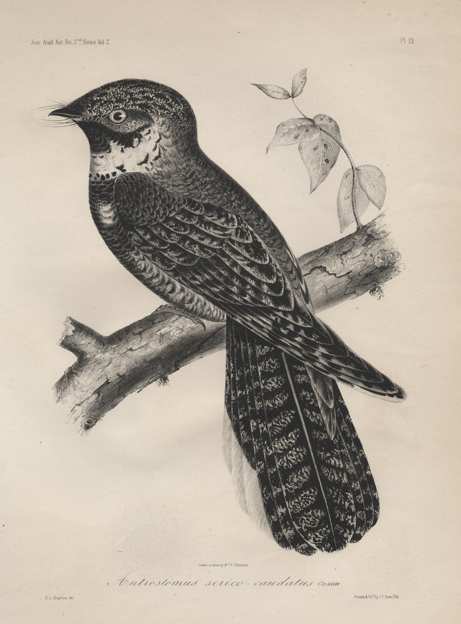 Antrostomus of the Silk-Tailed, litho od J.T. Bowen, 1850 od Henry Louis Stephens