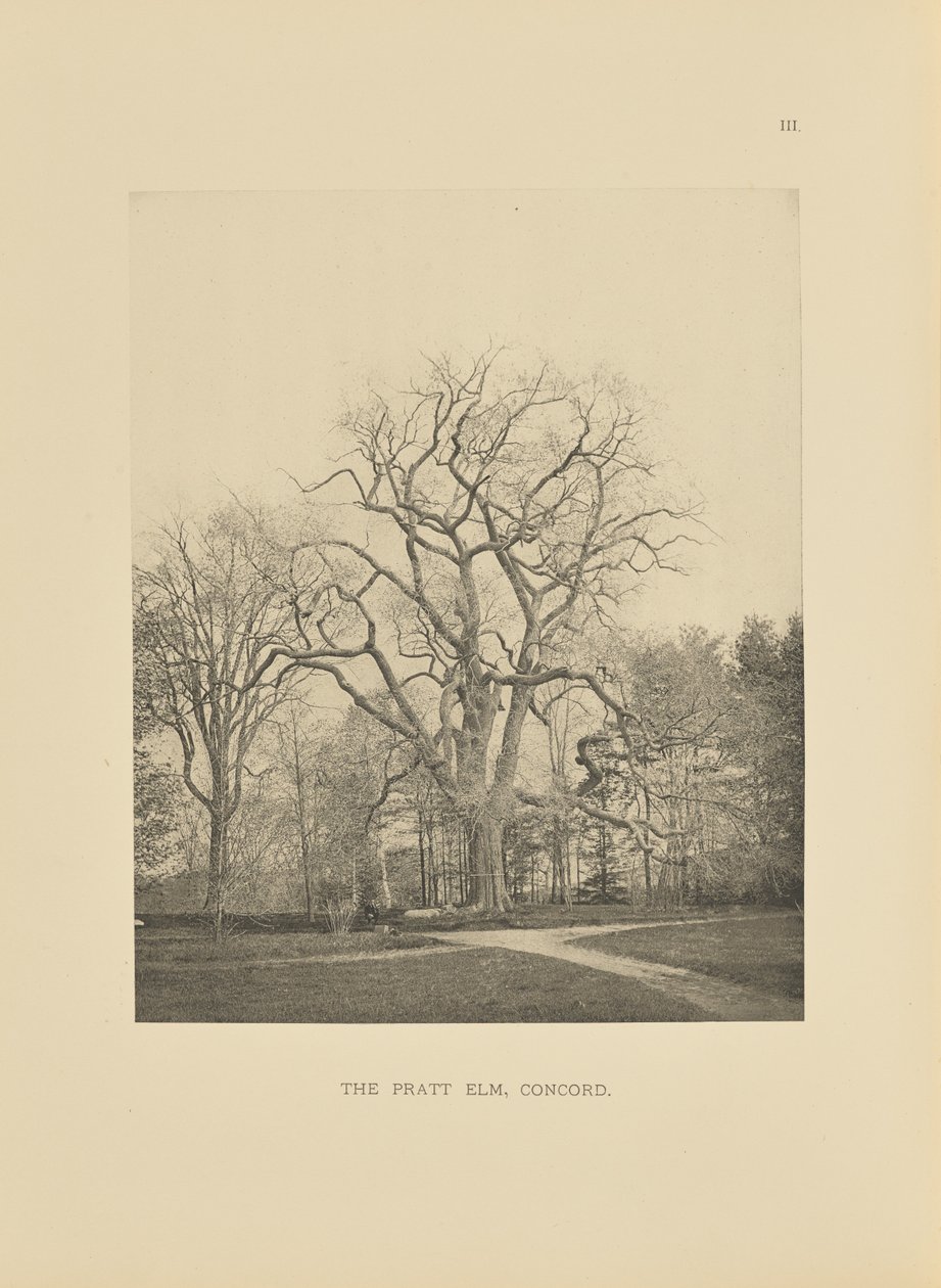 The Pratt Elm, Concord od Henry Brooks
