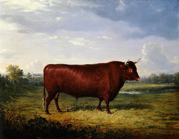 Portrét hnědého býka od Henry Calvert