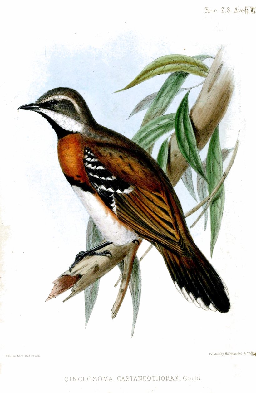 CinclosomaCastaneothoraxRichter od Henry Constantine Richter