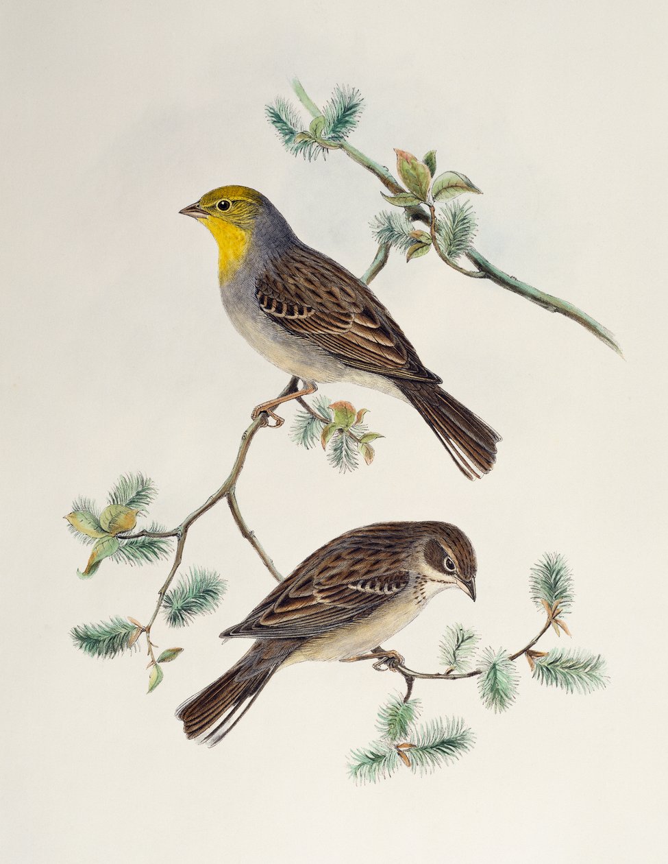 Emberiza cinerea, od Birds of Asia od Henry Constantine Richter