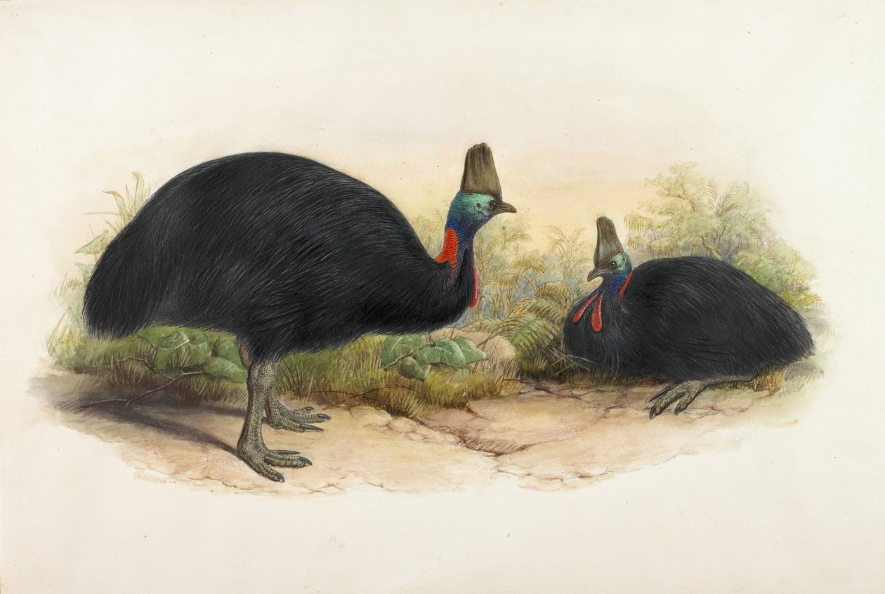 Kasuár jižní, Casuarius casuarius od Henry Constantine Richter
