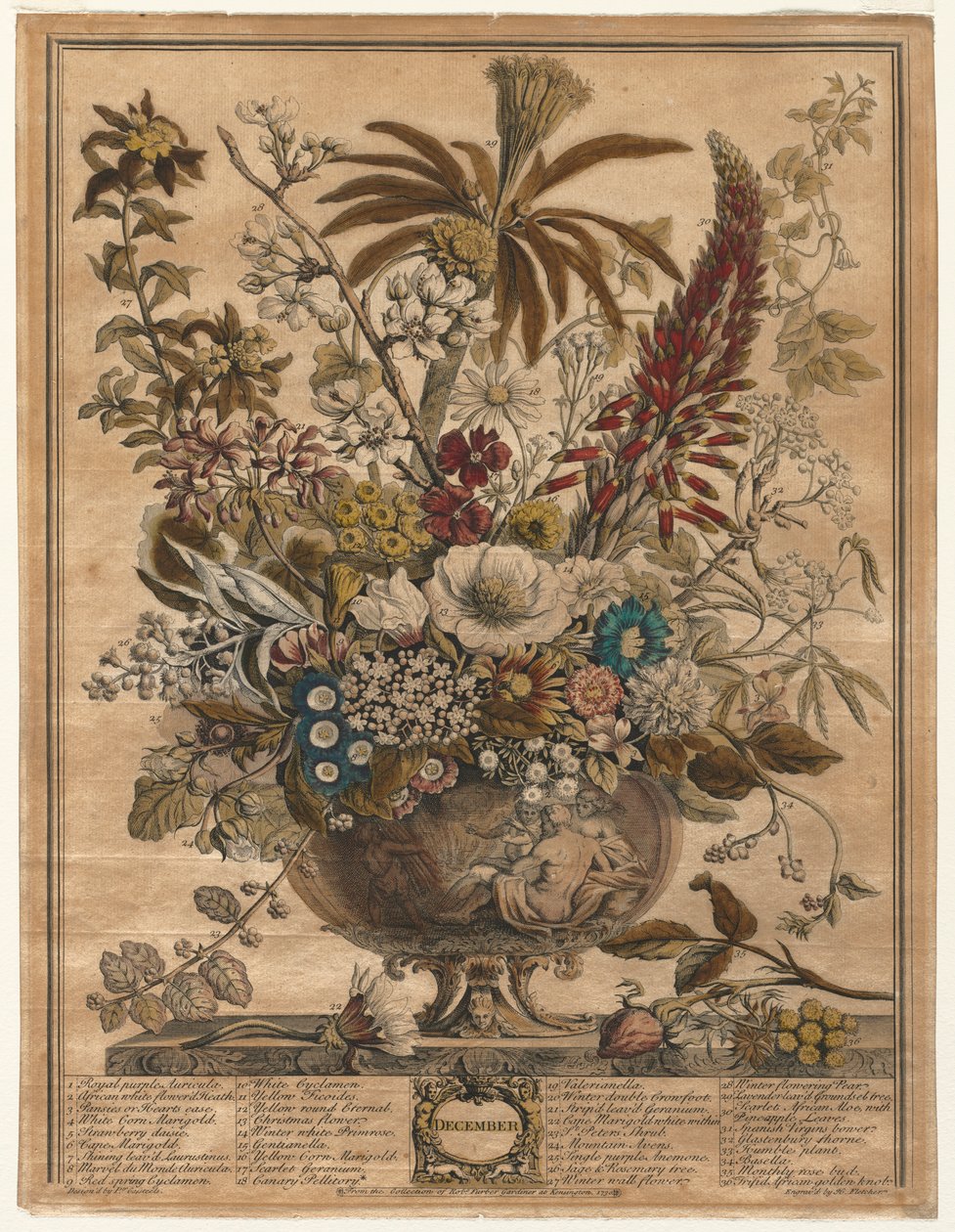 Dvanáct měsíců květů: prosinec 1730. od Henry Fletcher