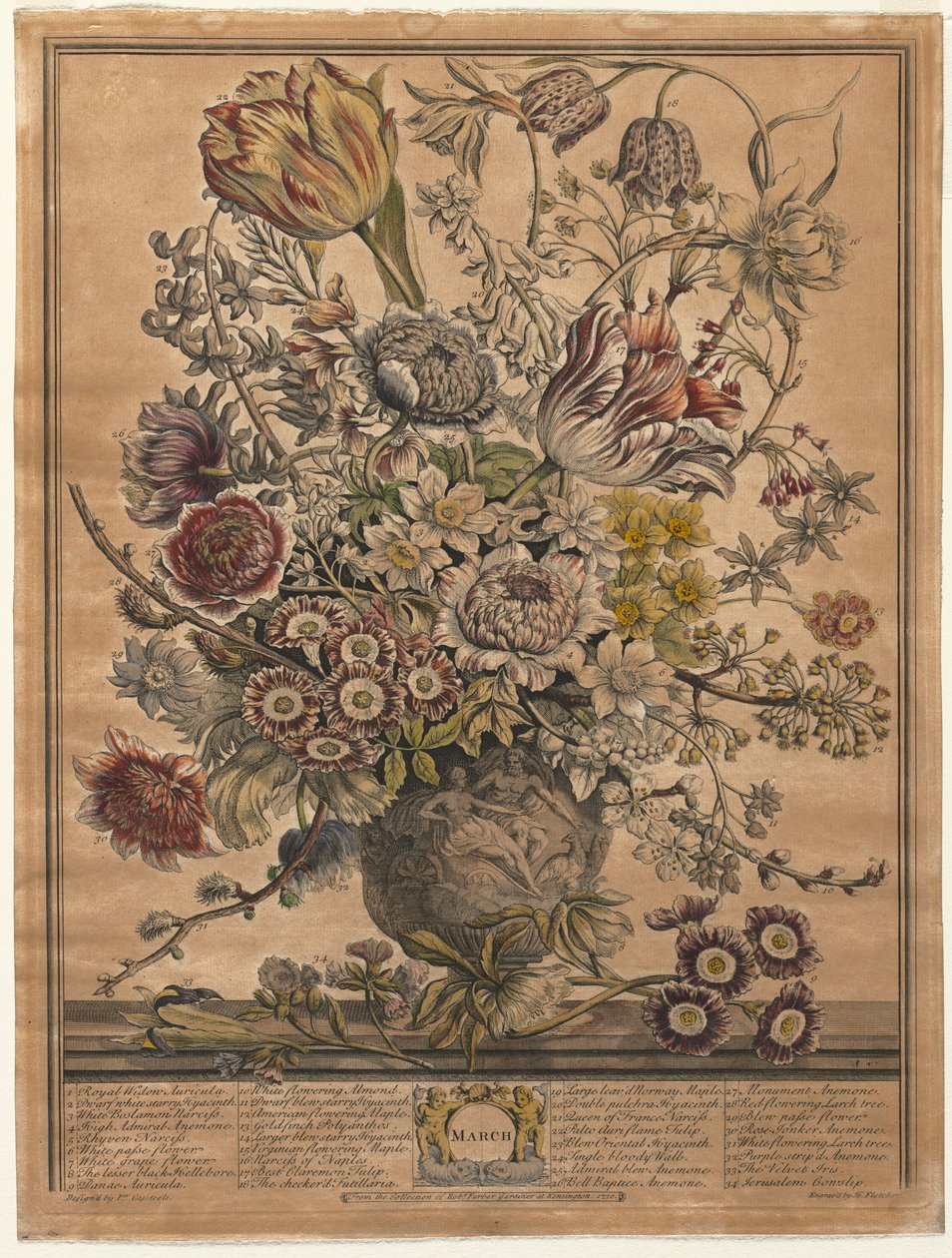 Dvanáct měsíců květů: březen 1730. od Henry Fletcher