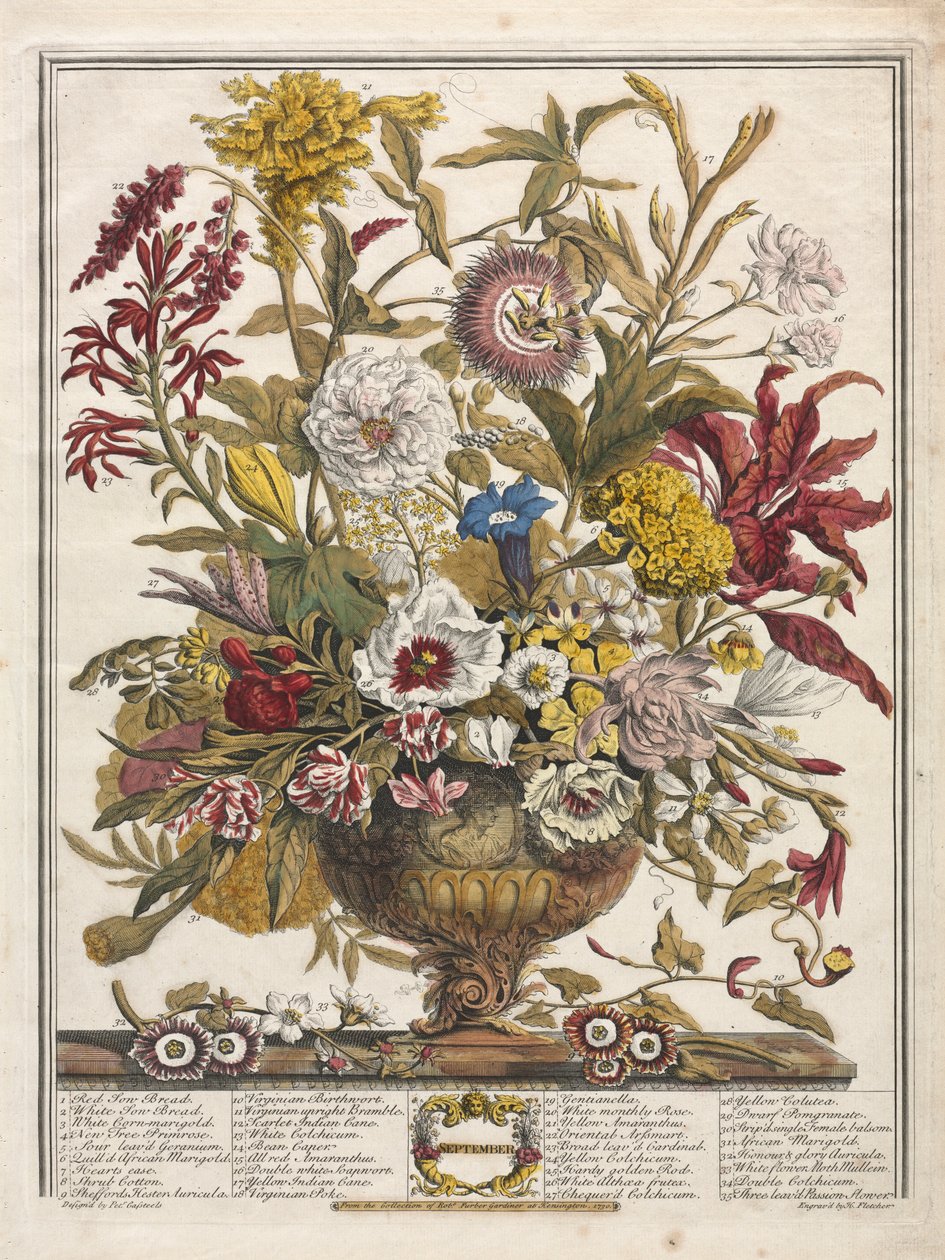 Dvanáct měsíců květů: září 1730. od Henry Fletcher