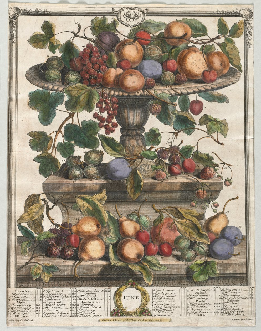 Dvanáct měsíců ovoce: červen 1732. od Henry Fletcher