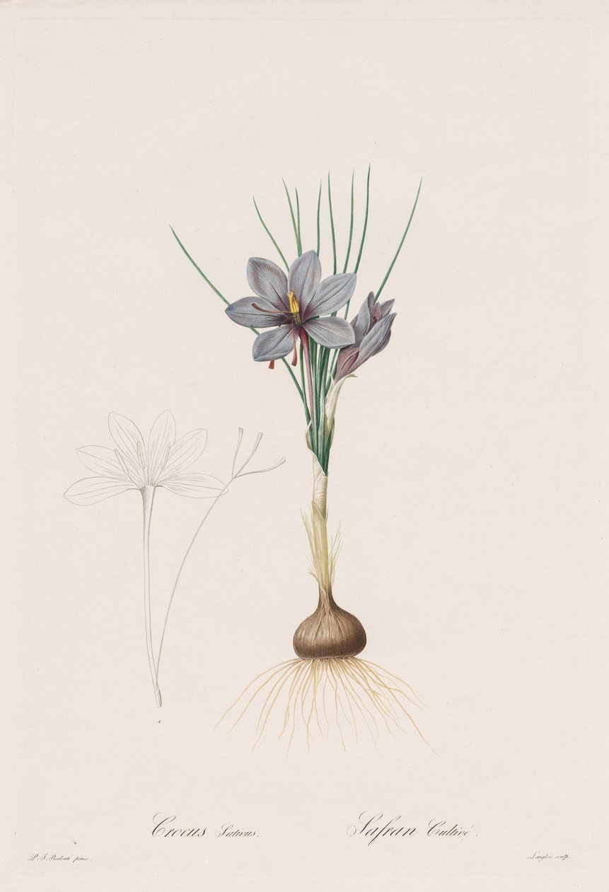 Liliaceae: Crocus Sativus od Henry Joseph Redouté