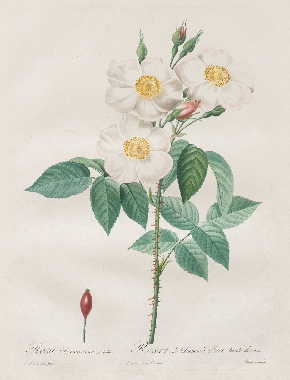 Růže: Rosa Damascena, subalba od Henry Joseph Redouté