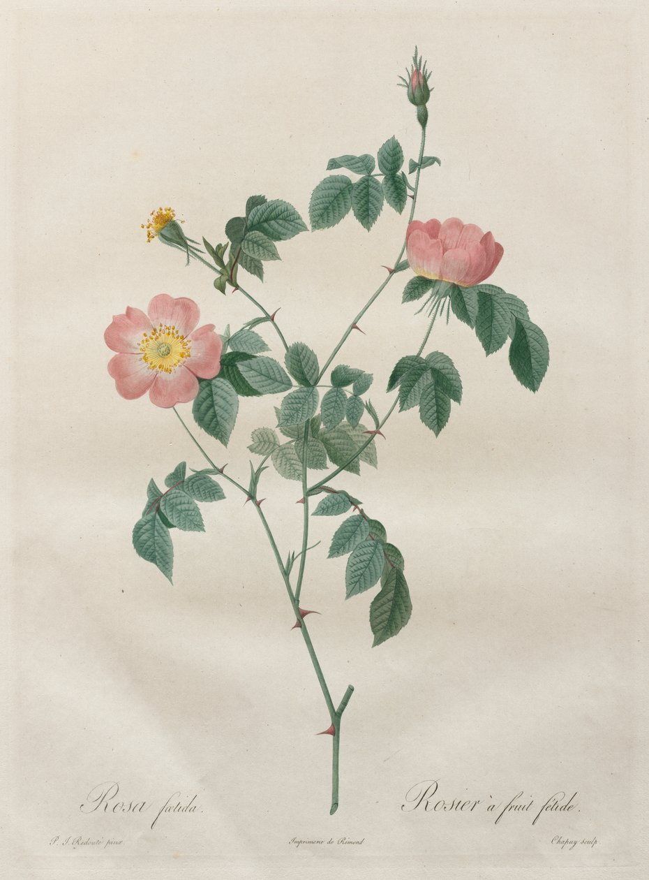 Růže: Rosa indica od Henry Joseph Redouté