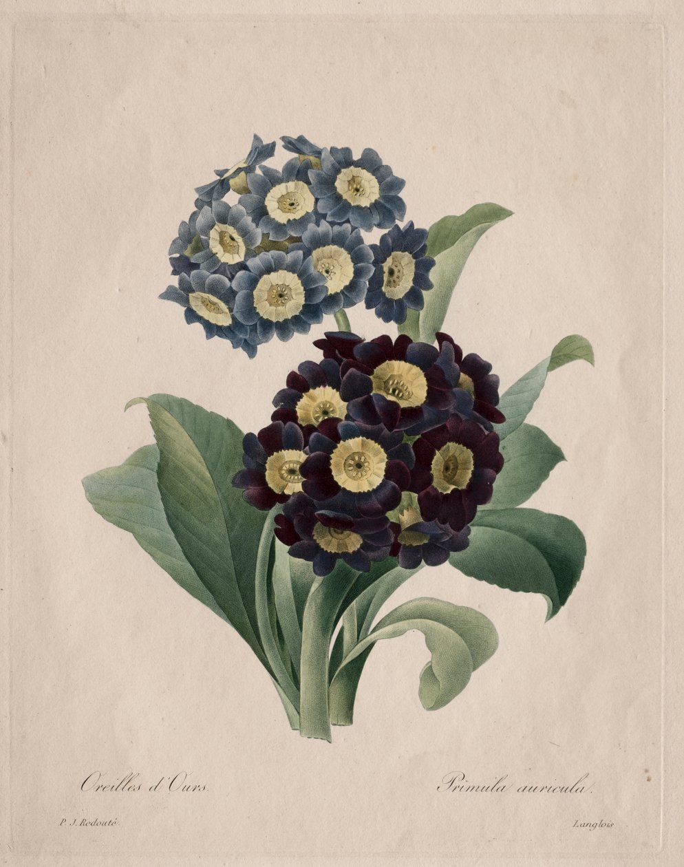 Primula auricula od Henry Joseph Redouté