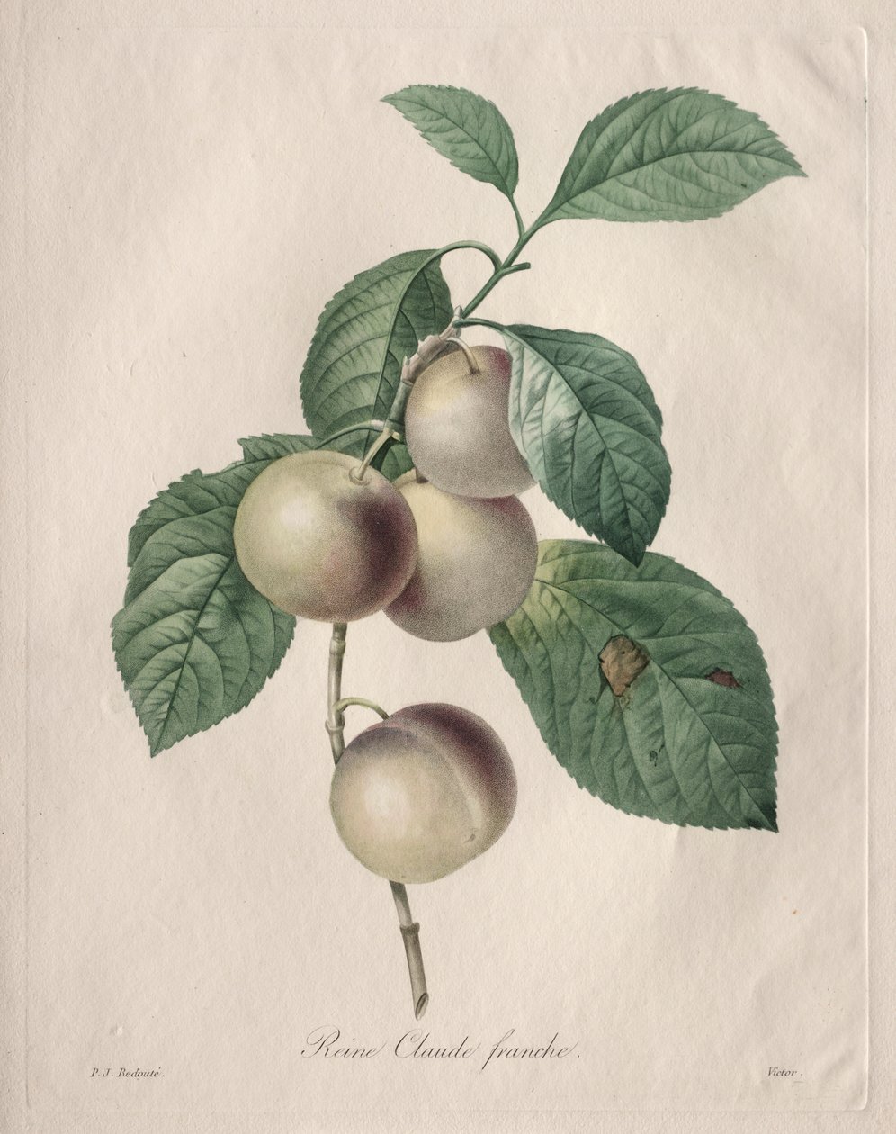 Reine Claude Švestka od Henry Joseph Redouté