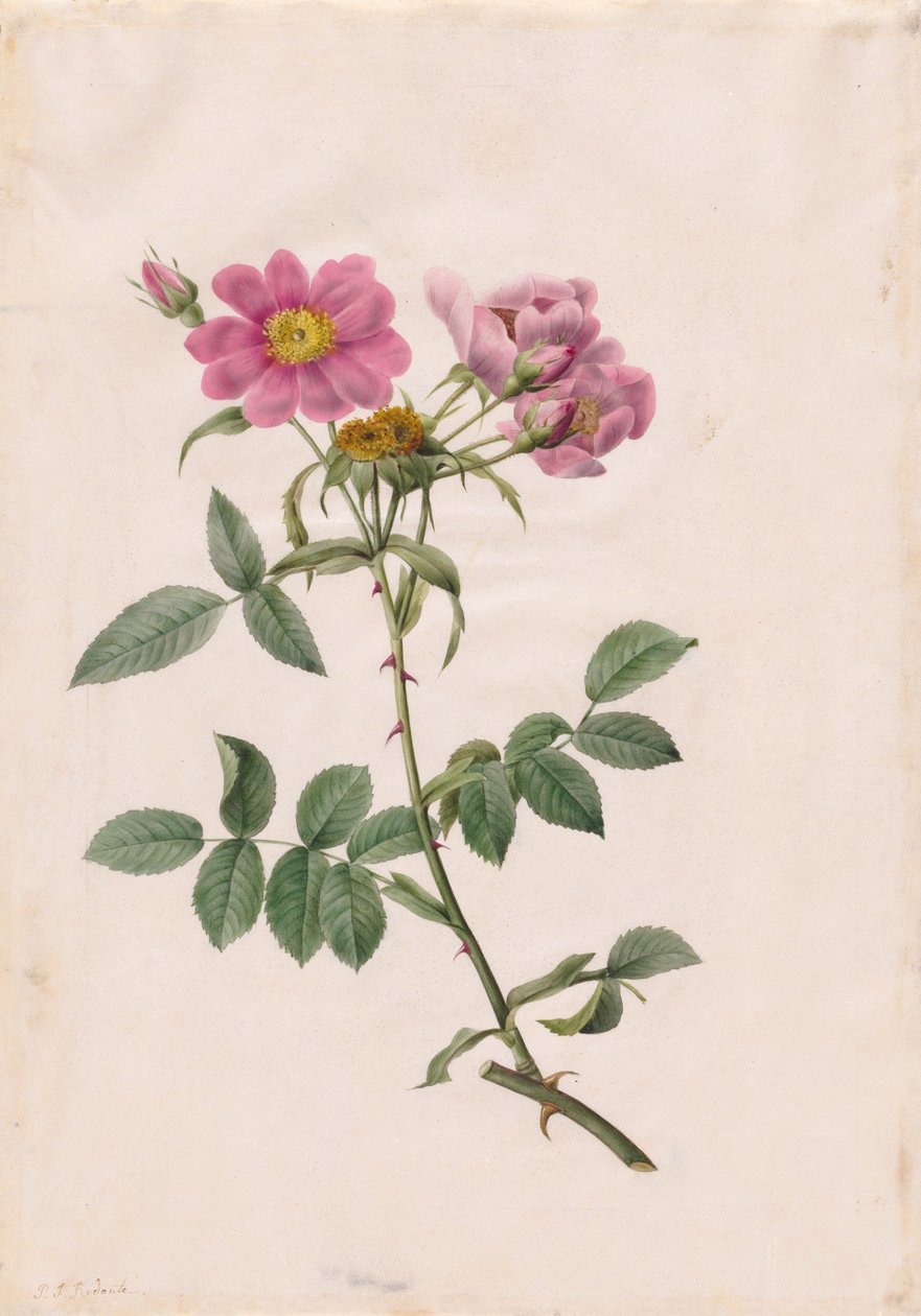 Rosa Monsonian Hill od Henry Joseph Redouté