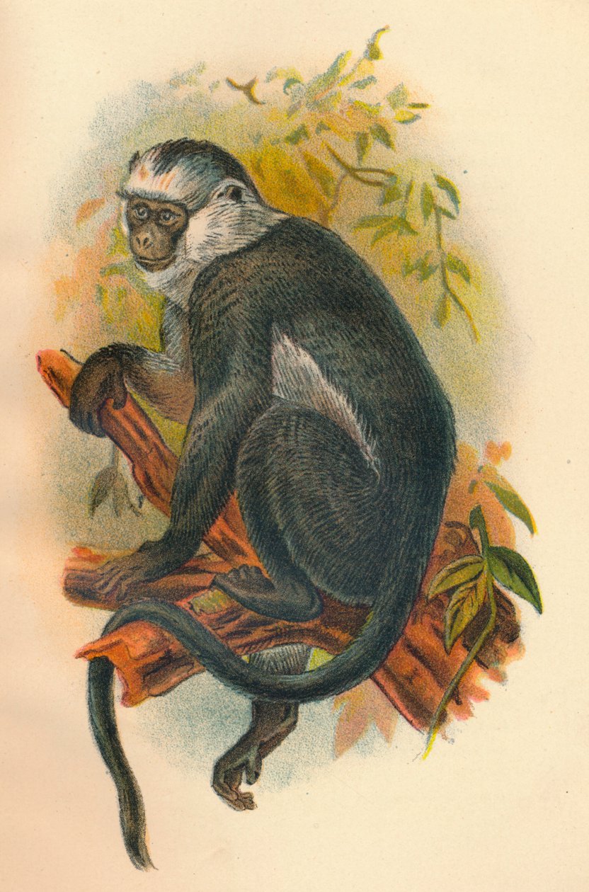 Hadice Langur, 1897 od Henry Ogg Forbes