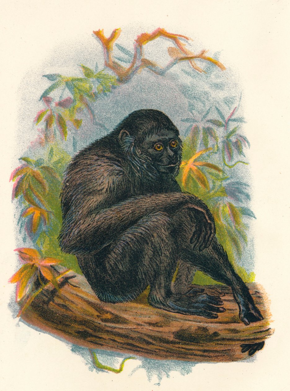 Siamang Gibbon, 1897 od Henry Ogg Forbes