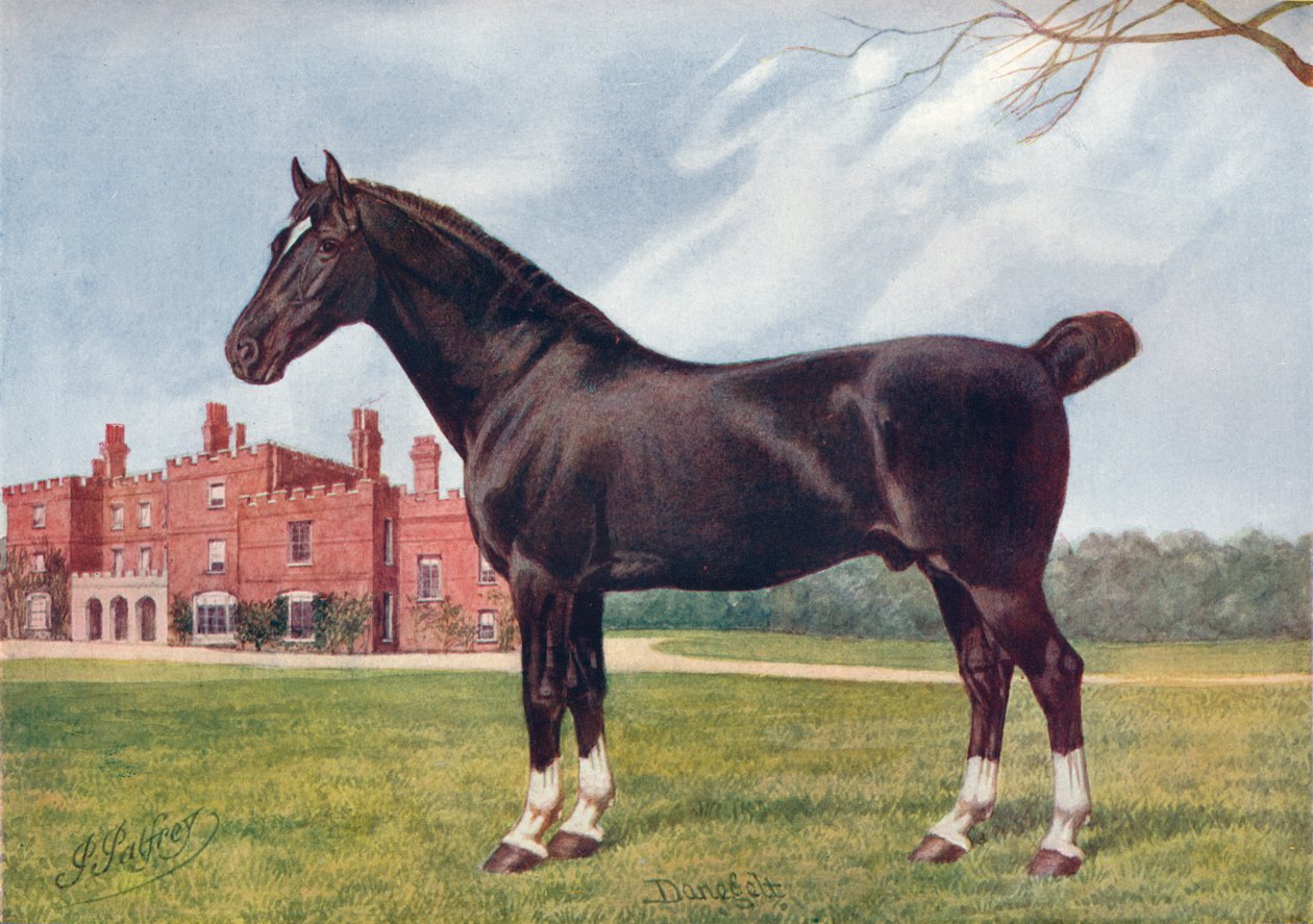Hackney hřebec Danegelt, c1905 c1910 od Henry Powell Palfrey