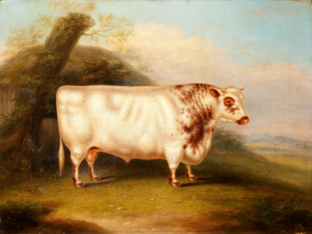 Harlsonia (krátký býk), kolem 1855 od Henry Stafford