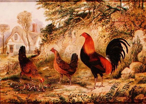 Kohout, slepice a kuřata od Henry Thomas Alken