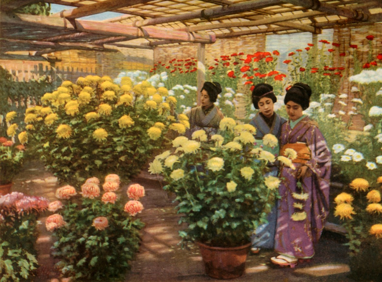 Na Chrysanthemum Show, 1910. od Herbert Ponting
