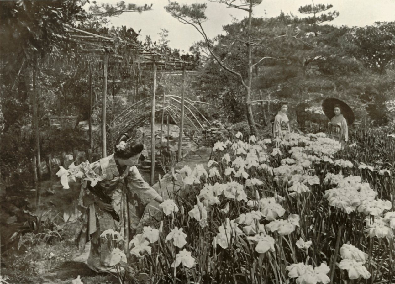 V Iris Garden, 1910. od Herbert Ponting