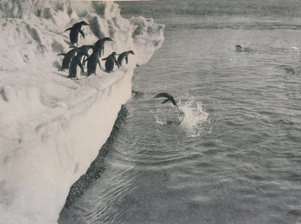 Penguins Diving, c1911, 1913 od Herbert Ponting