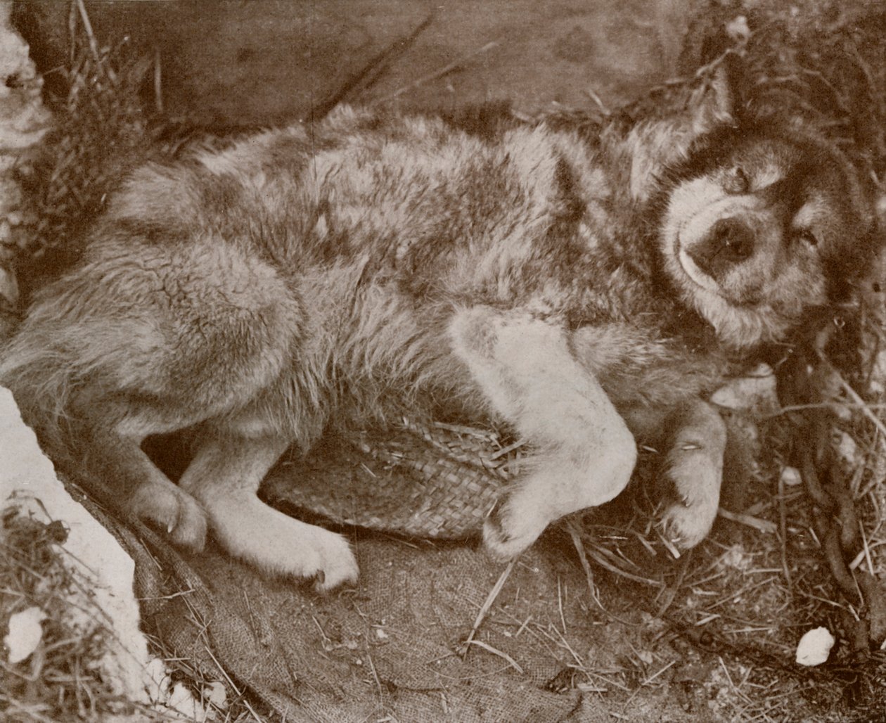 Stareek Malingering, c19101913, 1913 od Herbert Ponting