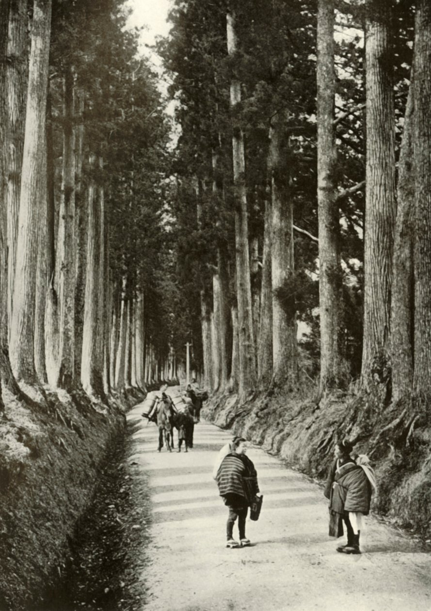 Cryptomerias at Nikko, 1910. od Herbert Ponting