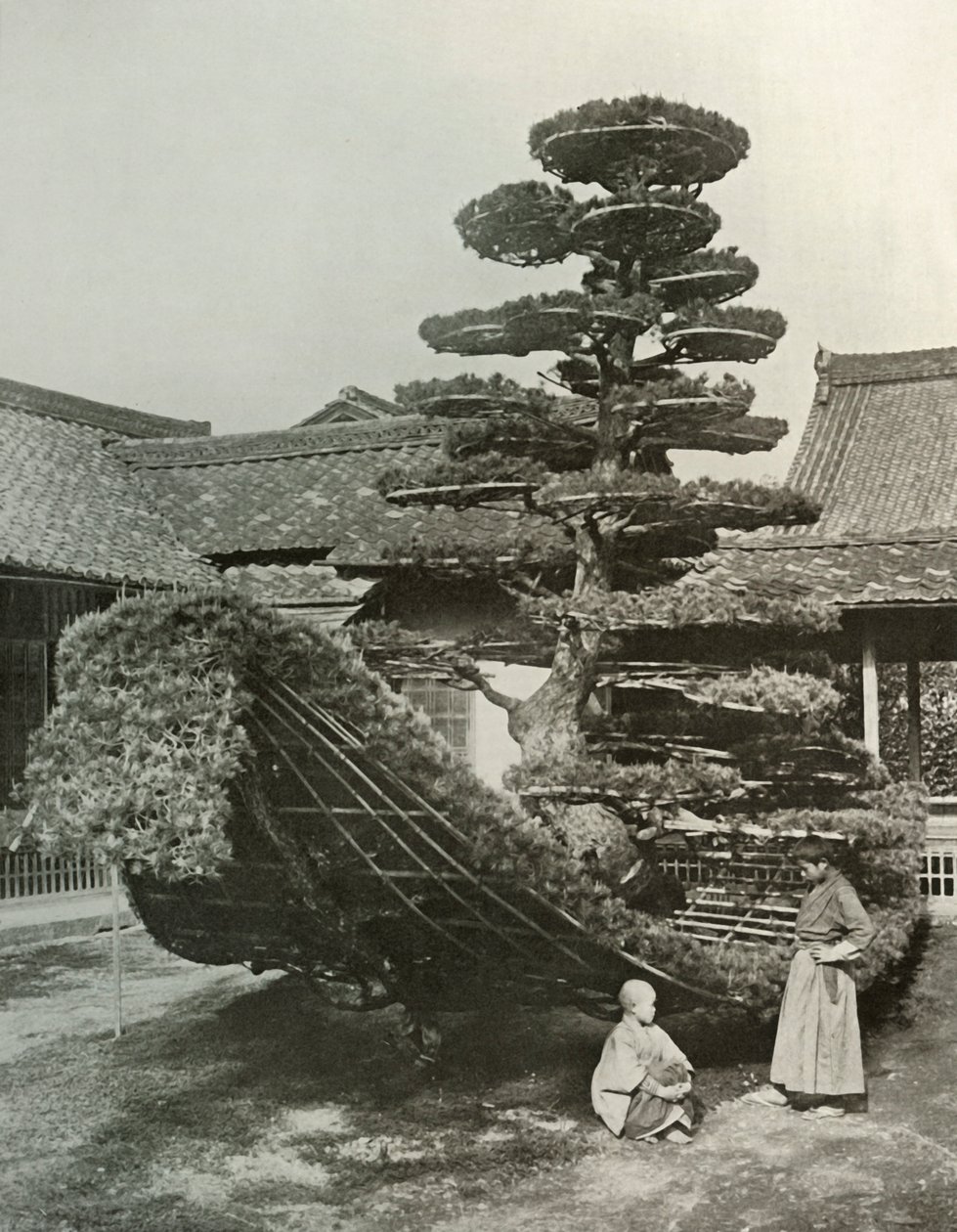 Pine-Tree Junk v Kinkakuji, 1910. od Herbert Ponting