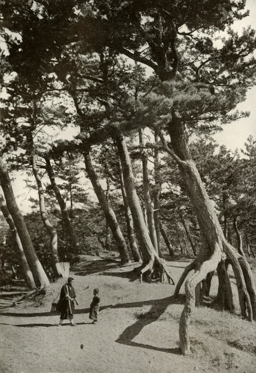 The Pines of Shizu-Ura, 1910. od Herbert Ponting