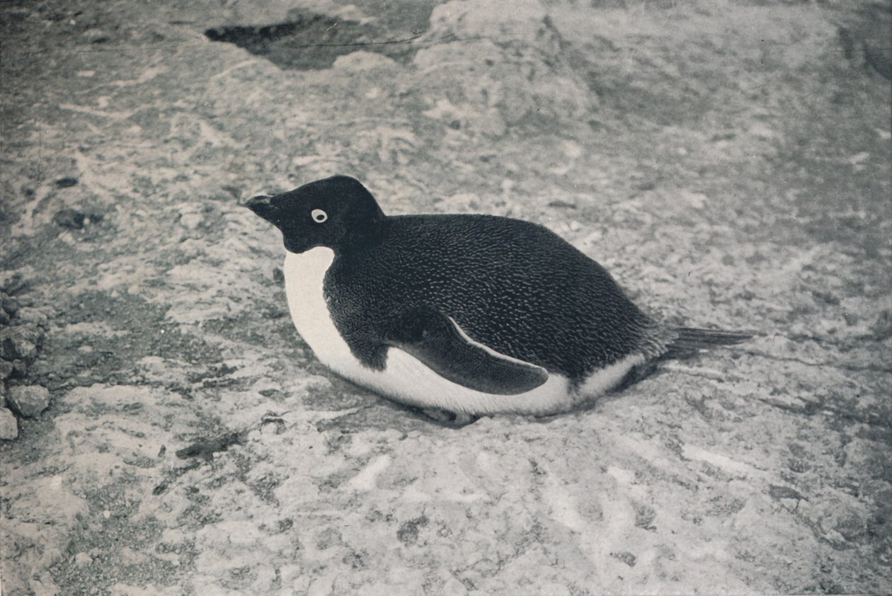 This One Hasnt., c1911, 1913 od Herbert Ponting