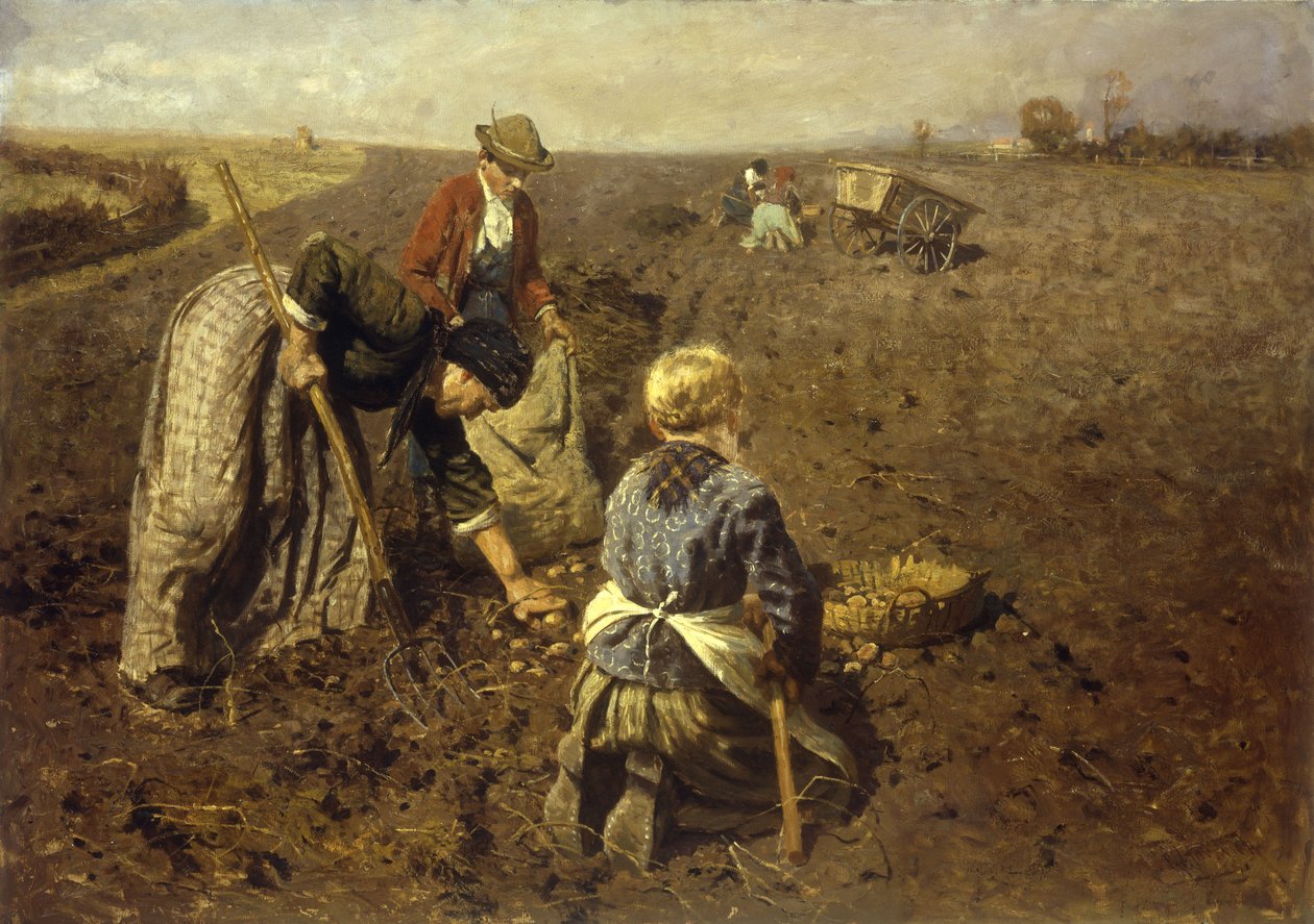 Sklizeň brambor od Herman Hartwich