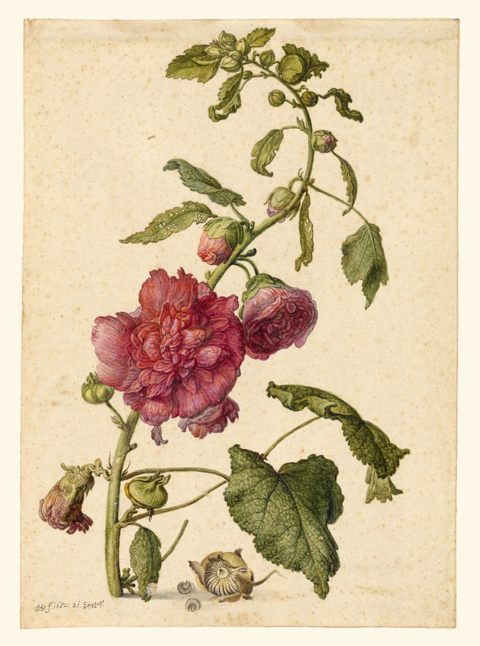 A Hollyhock od Herman Saftleven the Younger