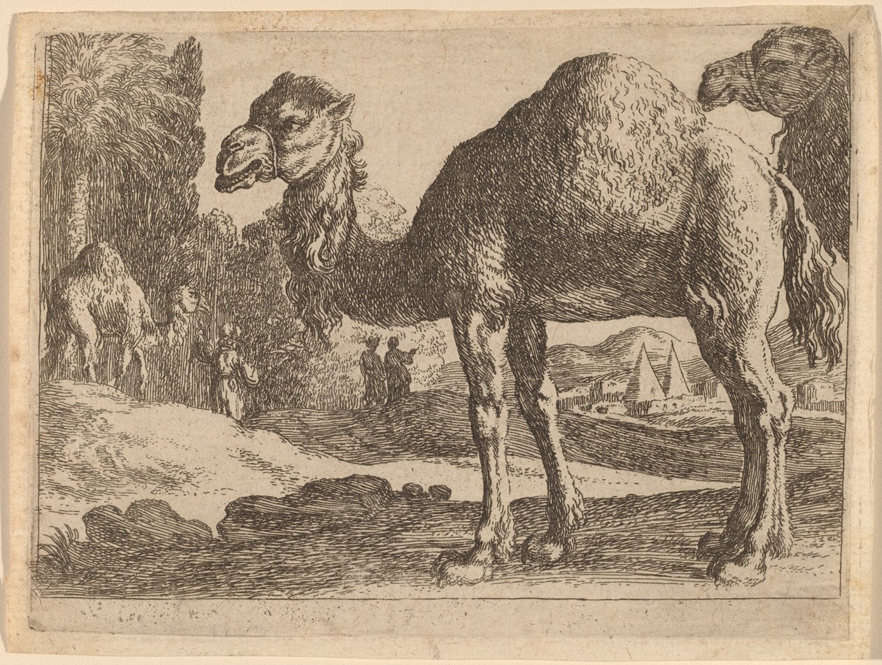 Velbloudi od Herman van Swanevelt
