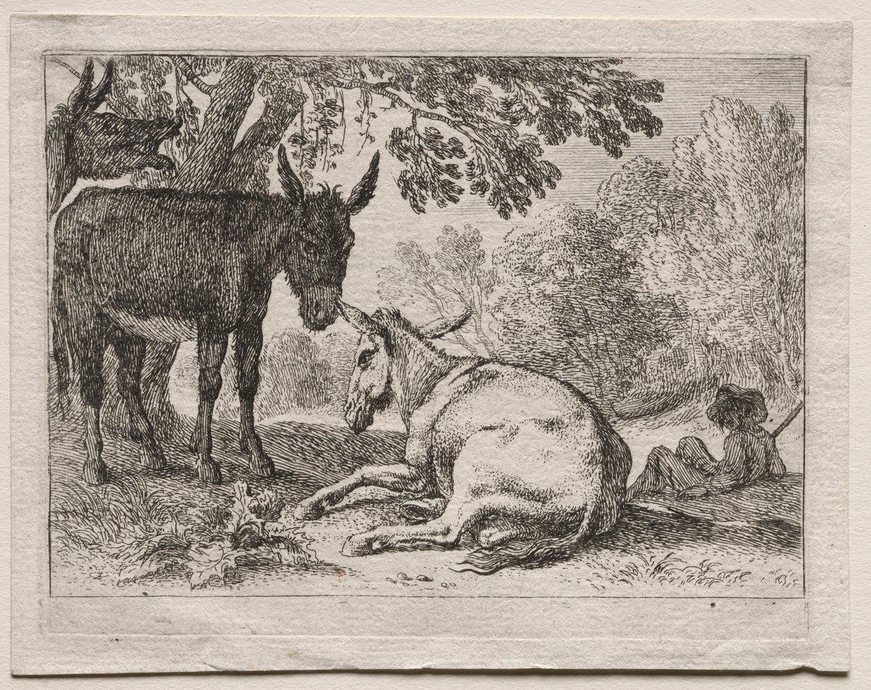 Osli. od Herman van Swanevelt